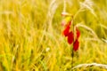 Red young Euonymus on the background of dry tall grass in the fall. Shallow depth of field photos were taken on soft lens. Blur Royalty Free Stock Photo