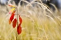 Red young Euonymus on the background of dry tall grass in the fall. Shallow depth of field photos were taken on soft lens. Blur Royalty Free Stock Photo