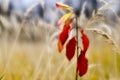 Red young Euonymus on the background of dry tall grass in the fall. Shallow depth of field photos were taken on soft lens. Blur Royalty Free Stock Photo