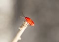 Red young firebug