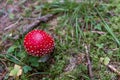 Perfect shaped young agaric.