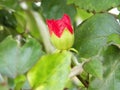 Red young hibiscus flowers blurred background of green leaves Royalty Free Stock Photo