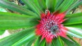 red young pineapple