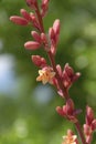 Red Yucca Bloom - Hesperaloe Parviflora