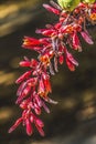 Red Yucca Blooming Macro Royalty Free Stock Photo