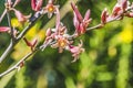 Red Yucca Blooming Macro Royalty Free Stock Photo