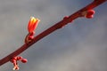 Red Yucca Flower and Buds, Hesperaloe parviflora, closeup shallow DOF Royalty Free Stock Photo