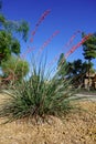 Red Yucca, Hesperaloe parviflora, at xeriscaped city street sidewalk, Phoenix, AZ Royalty Free Stock Photo