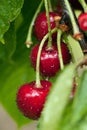 Red yummy cherries on the tree Royalty Free Stock Photo