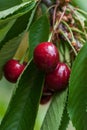 Red yummy cherries on the tree Royalty Free Stock Photo