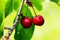 Red yummy cherries on the tree. Close up. Royalty Free Stock Photo