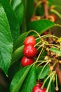 Red yummy cherries on the tree Royalty Free Stock Photo