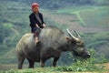 Red Zao Child on Buffalo. Royalty Free Stock Photo