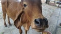 A red Zebu, Bos taurus indicus is standing and looking at camera. A indicine cattle or humped cattle in India