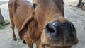 A red Zebu, Bos taurus indicus is standing and looking at camera. A indicine cattle or humped cattle in India