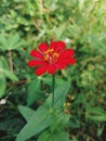 Red zenia flower