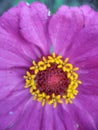 Purple zenia flower pistil