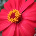 Red zenia flower pistil