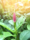 red Zephyranthes flowers in nature, close up Royalty Free Stock Photo