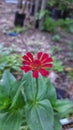 Red Zinnia for backgrounds and creative design.