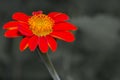 Red zinnia