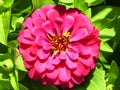 Red Zinnia elegan flower blooming Royalty Free Stock Photo