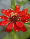 Red Zinnia in the evening