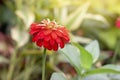Red zinnia flower beautiful with sunlight on nature background. Royalty Free Stock Photo