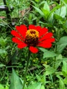 Red Zinnia flower blooming with green leaves background Royalty Free Stock Photo