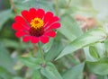 Red Zinnia Flower blooming on a tree in the garden. Royalty Free Stock Photo