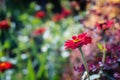 Red zinnia flower blossom in a blurry background Royalty Free Stock Photo