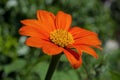 Red Zinnia flower with a distinctive yellow center, on a natural green background Royalty Free Stock Photo