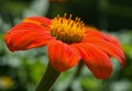 Red Zinnia flower with a distinctive yellow center, on a natural green background Royalty Free Stock Photo