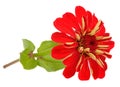 Red Zinnia Flower Isolated on White Background Royalty Free Stock Photo