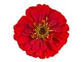 Red zinnia flower isolated on white background Royalty Free Stock Photo