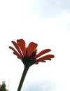 Red Zinnia flower from low angle with sky background