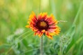 Red Zinnia flower in the meadow. Amazing wild poppies wallpaper. Beautiful nature photo copy space. Floral greeting card Royalty Free Stock Photo