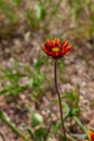 Red Zinnia flower in the meadow. Amazing wild poppies wallpaper. Beautiful nature photo copy space. Floral greeting card Royalty Free Stock Photo