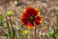 Red Zinnia flower in the meadow. Amazing wild poppies wallpaper. Beautiful nature photo copy space. Floral greeting card Royalty Free Stock Photo