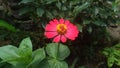 Red Zinnia Flower - 120122 - 2055