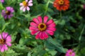 Red zinnia flower in spring and many flower and green leaf background