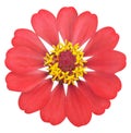 Red zinnia flower on white isolated  background with clipping path Royalty Free Stock Photo