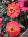 Red Zinnia Flowers / Bunga Zinnia Merah