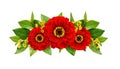 Red zinnia flowers in a line floral arrangement isolated on white
