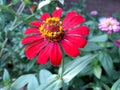 Red zinnia in full bloom.