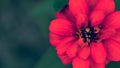 Red Zinnia in full bloom Royalty Free Stock Photo