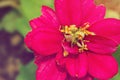 Red Zinnia in full bloom Royalty Free Stock Photo