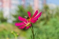 Cosmos (plant) Royalty Free Stock Photo