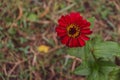 Red zinnia is thermophilic