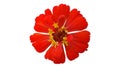 Red zinnia violacea isolated on white background with clipping p